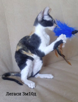 3 месяца 10 дней