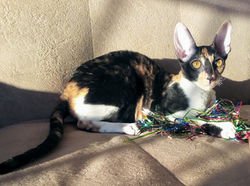 4 месяца и 3 недели