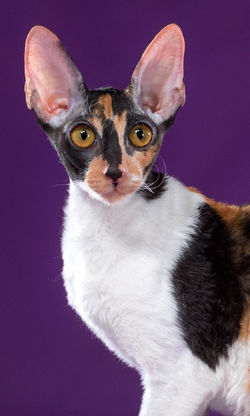 24-25 марта 2018