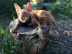 лето 2016, 1,5 года