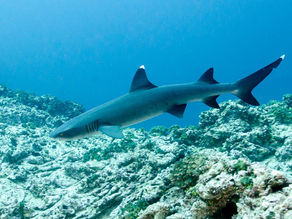 Whitetip Reef Shark