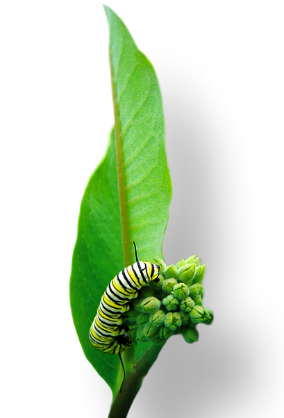 Caterpillar_edited.png