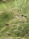 IMG_3385.jpeg