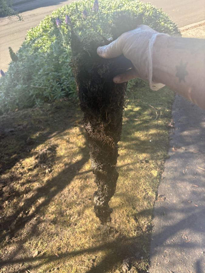 Mass of tree roots pulled out of a sewer pipe