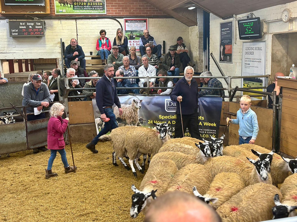 Bentham Auction Mart : Breeding Mules is very much a family affair!