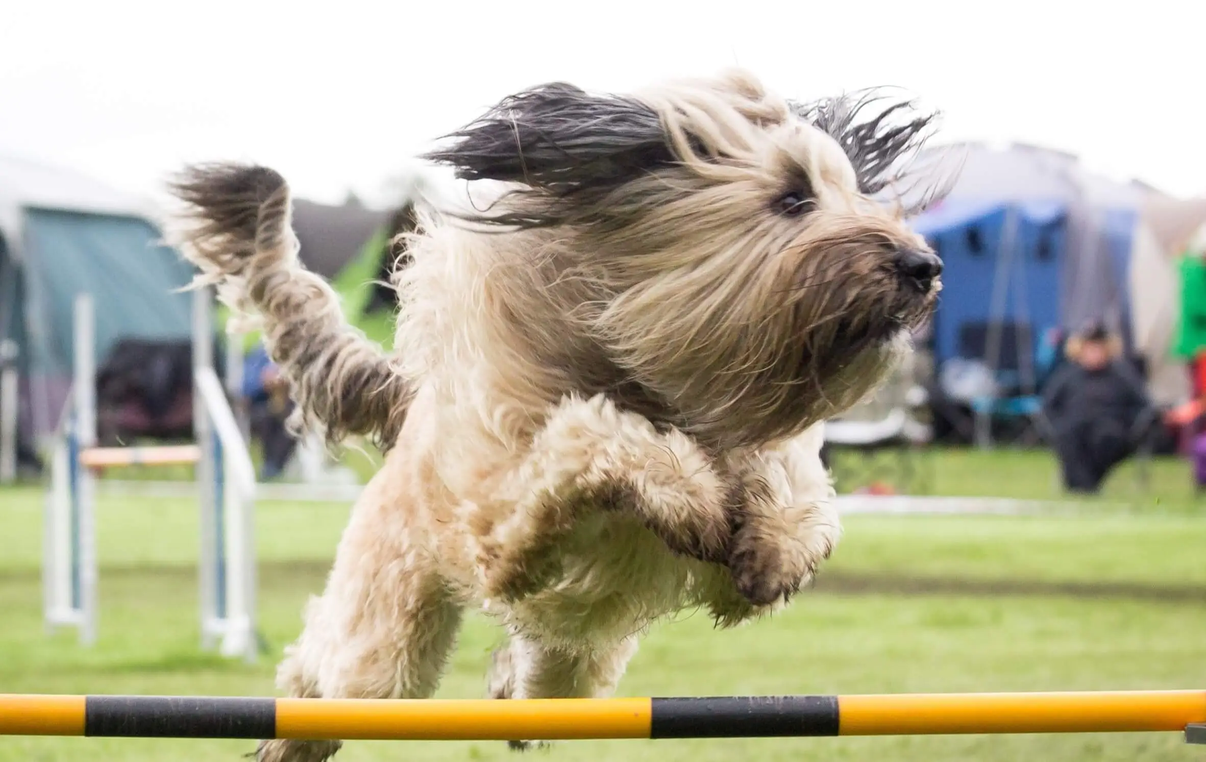 chien agility.webp