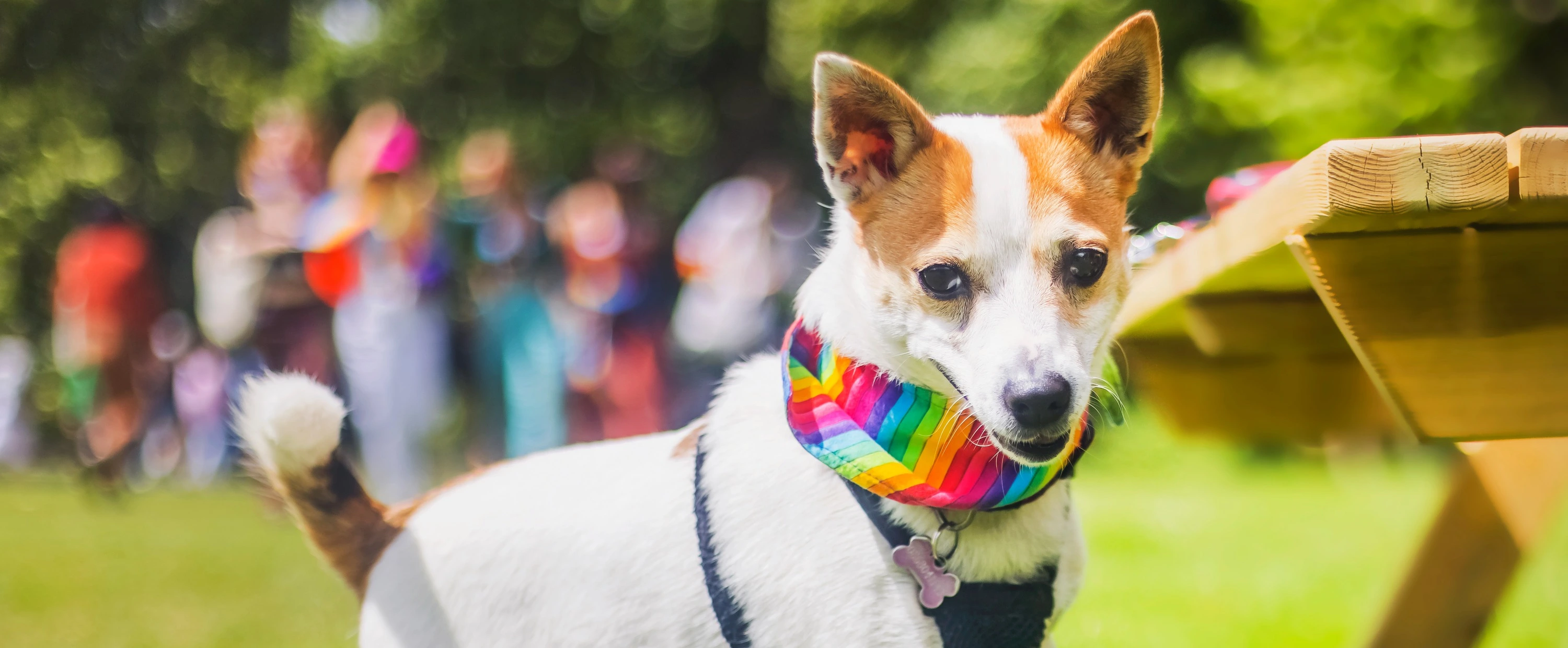 dépenser son chien.webp