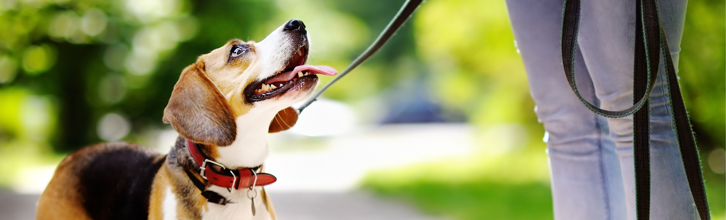 bilan évaluatif chien.webp