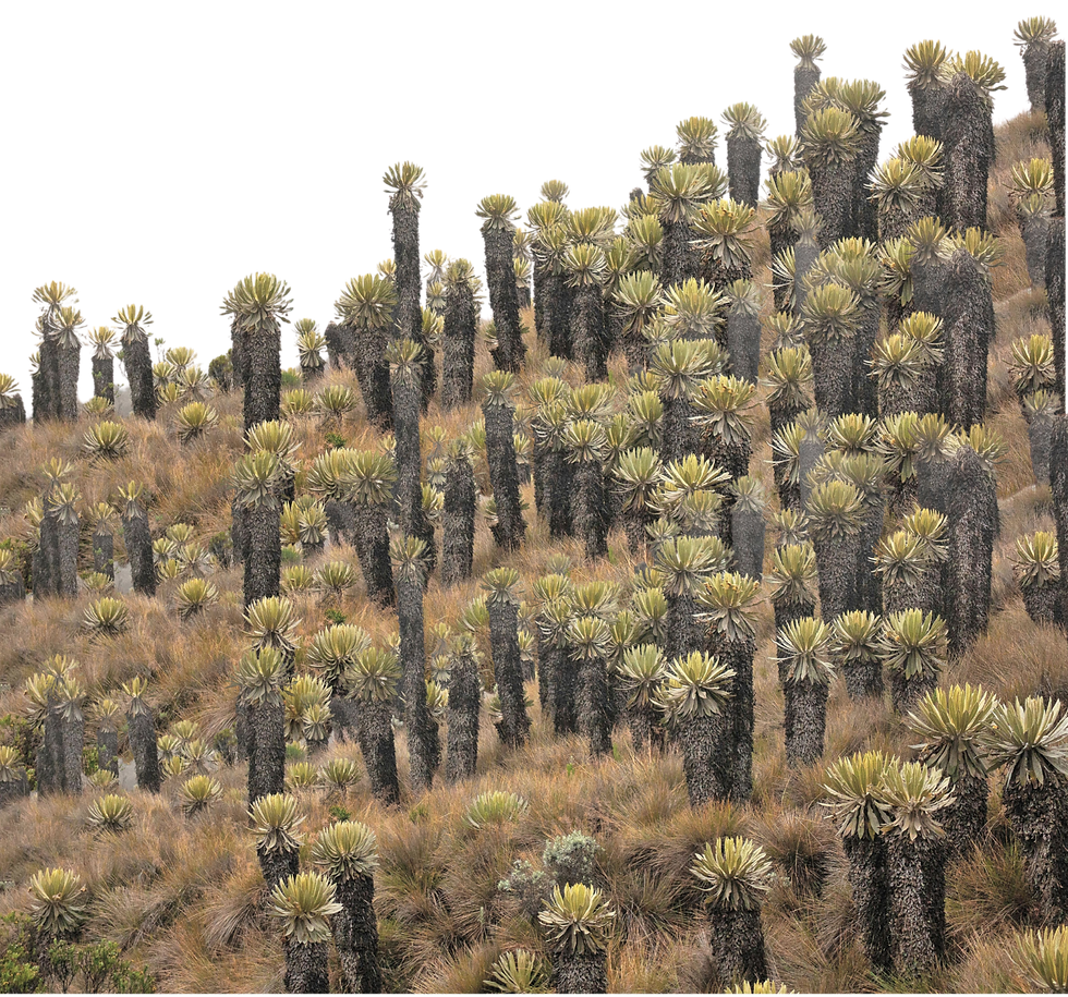 fondo 2.png