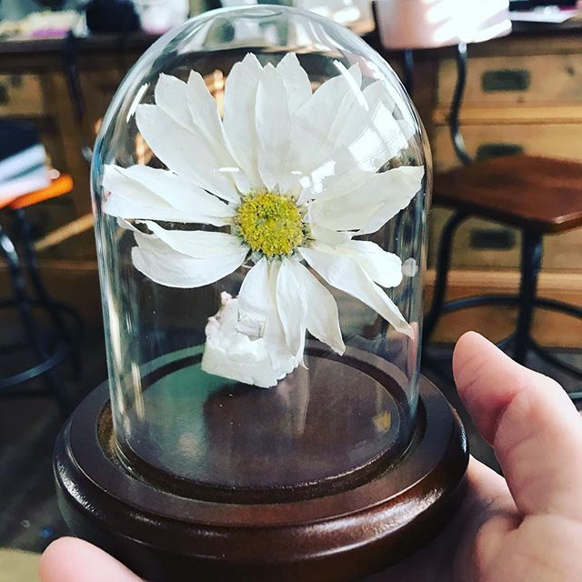 Trying to convince my friend the daisy d