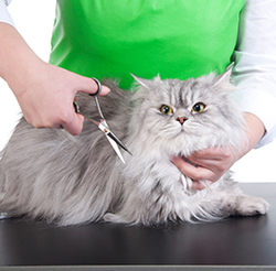 CORTES DE PELO GATOS