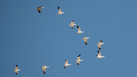 LESSONS FROM THE CANADIAN GEESE.