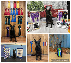 Friday AKC Scentwork