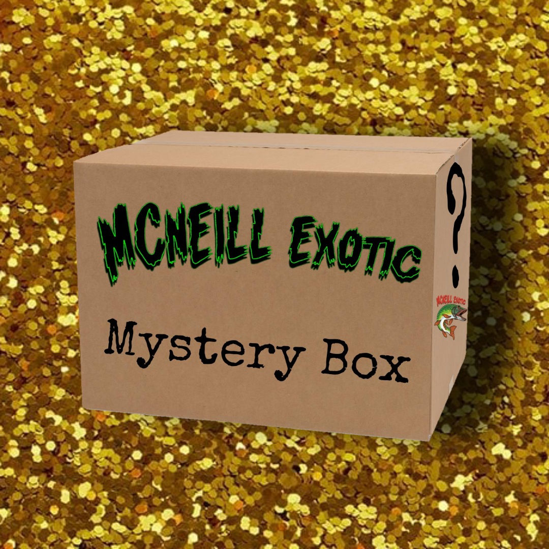 Mystery Glitter Box