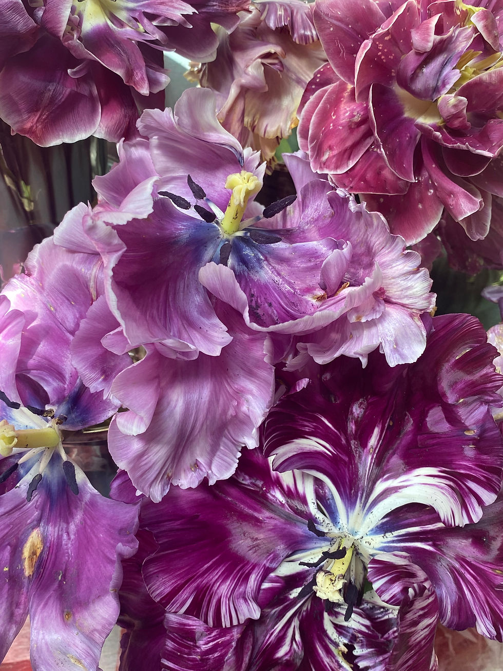 Thumbnail: Tulips 2024