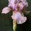 Thumbnail: The Flower Bible