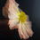 Thumbnail: The Flower Bible