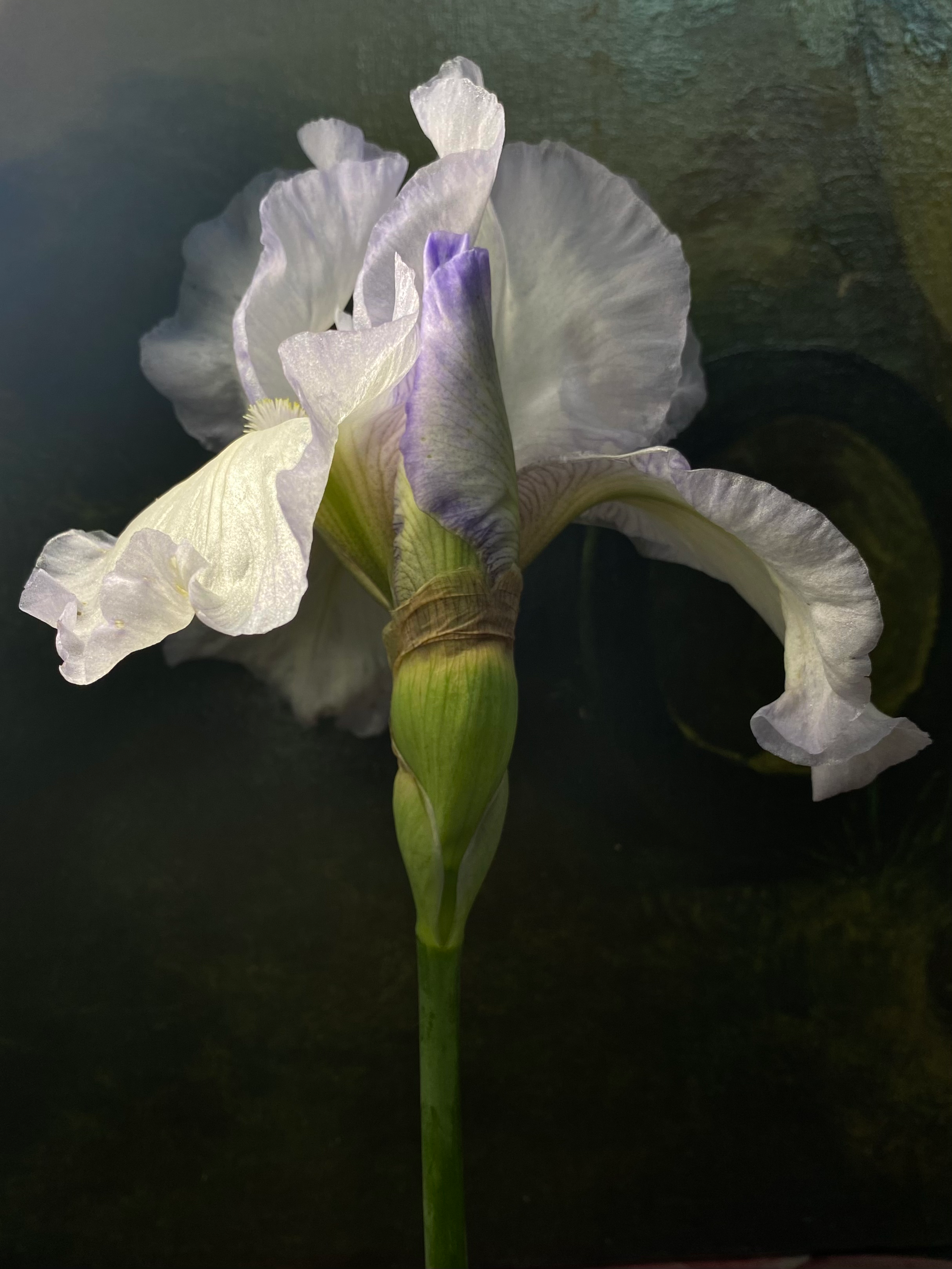 Romantic Iris