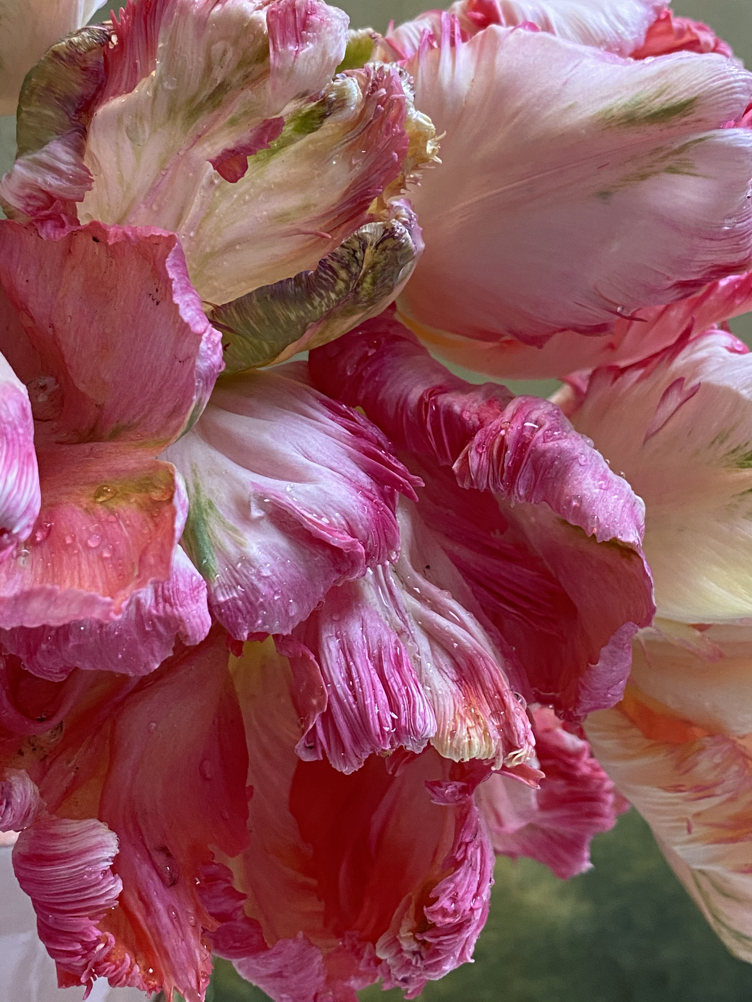 Tulips Parrot Colorful