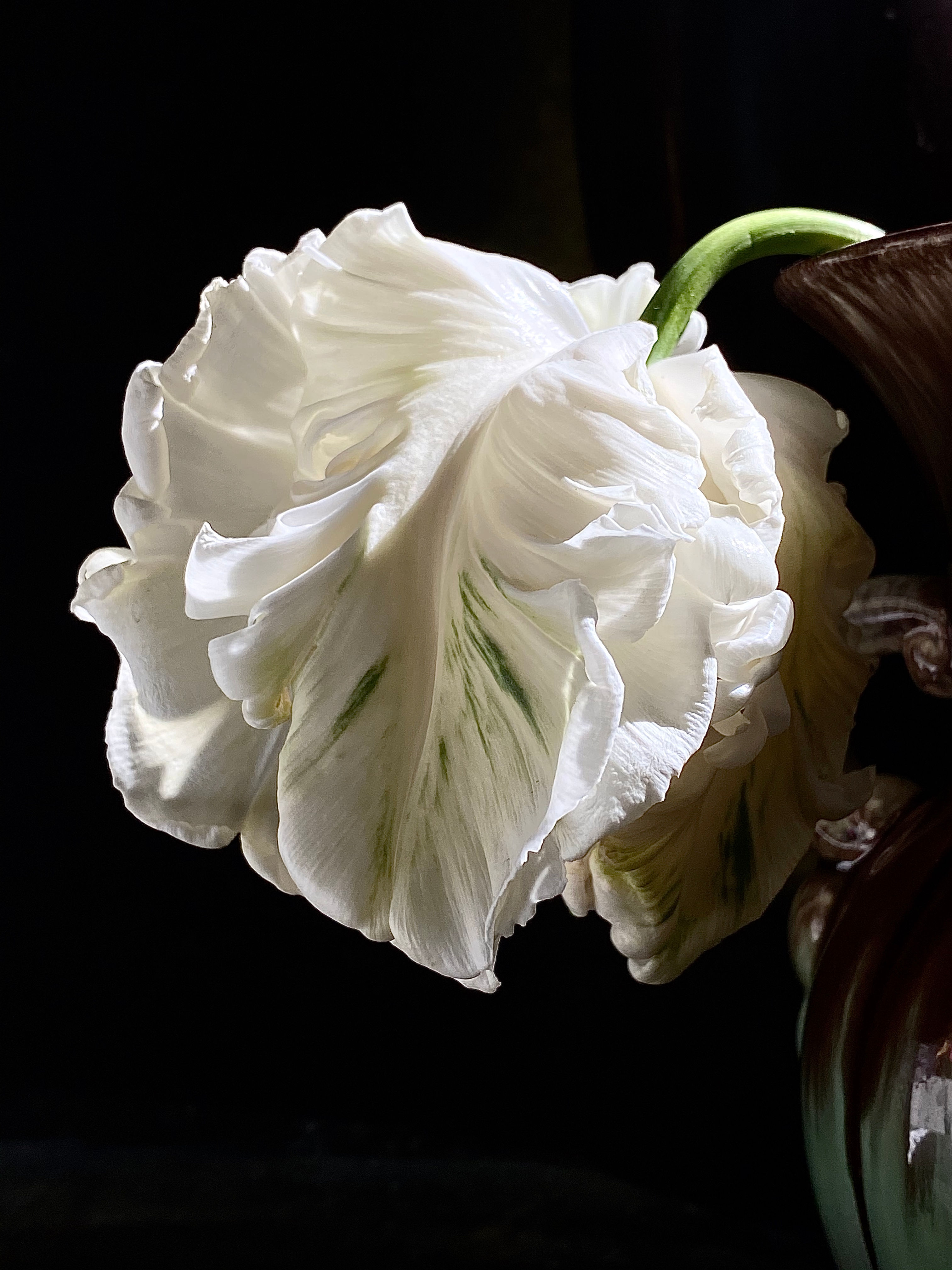 White Parrot Tulip