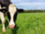 fourcows%20photo%20edit_edited.jpg