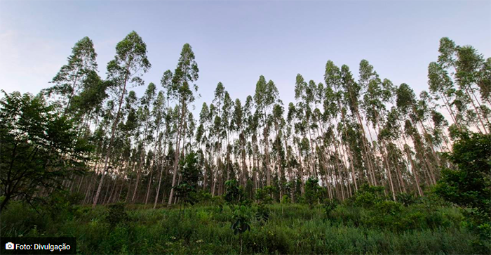 Setor de árvores cultivadas alcança marca de 2,2 milhões de mudas plantadas por dia no Brasil