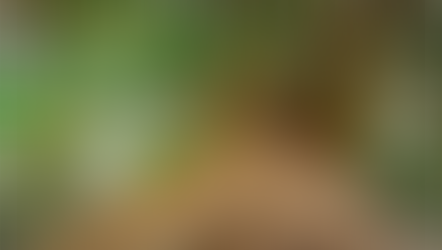 Minas Gerais registra alta no valor da produção florestal com avanço do eucalipto