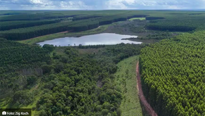 Arauco aprova investimento de US$ 4,6 bilhões em sua primeira fábrica de celulose no Brasil