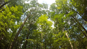 Mercado florestal busca maior produtividade em meio a aumento nos investimentos