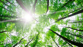 LD Celulose amplia corredores ecológicos com plantio de mais de 55 mil árvores