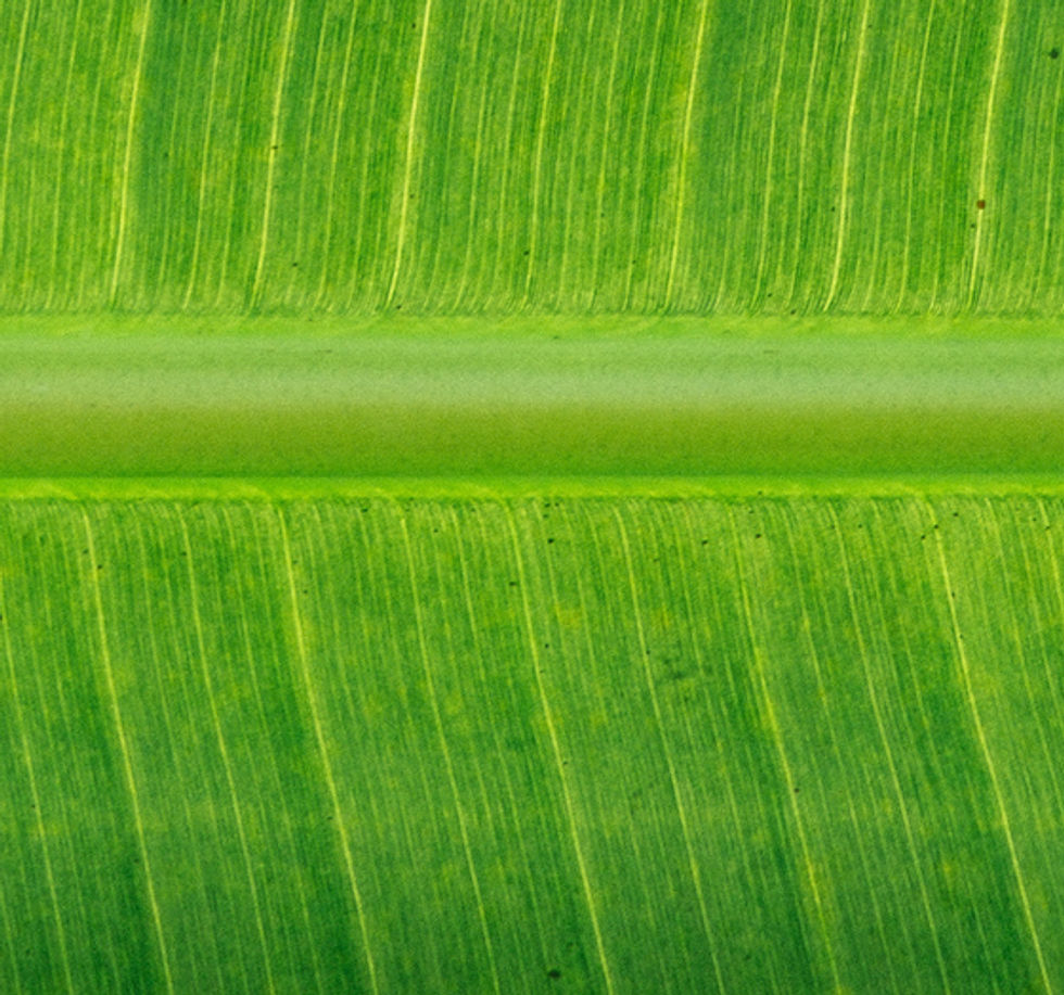 Bananenblatt