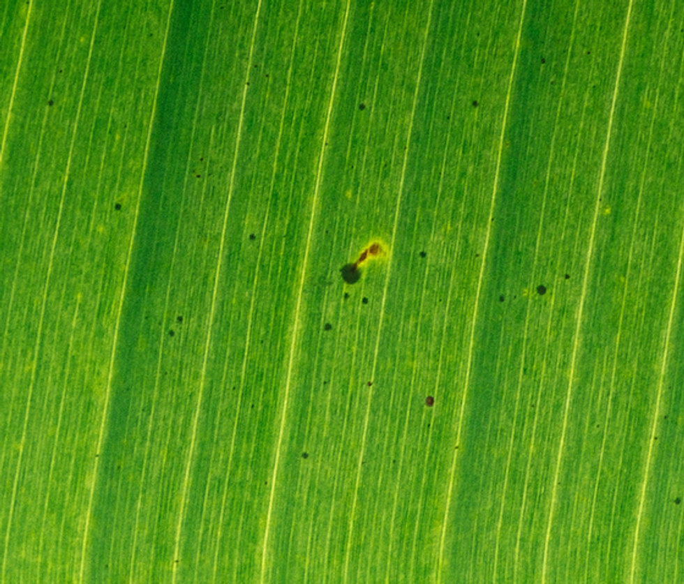 Bananenblatt