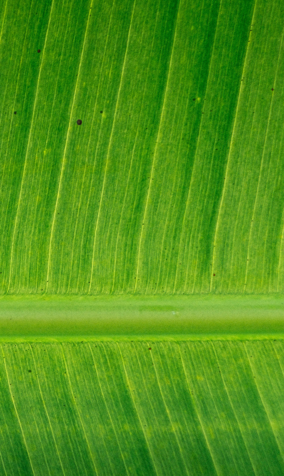 Bananenblatt