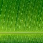 Banana Leaf
