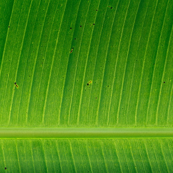 Banana Leaf