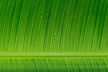 Banana Leaf