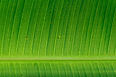 Banana Leaf