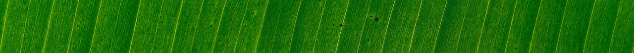 Banana Leaf