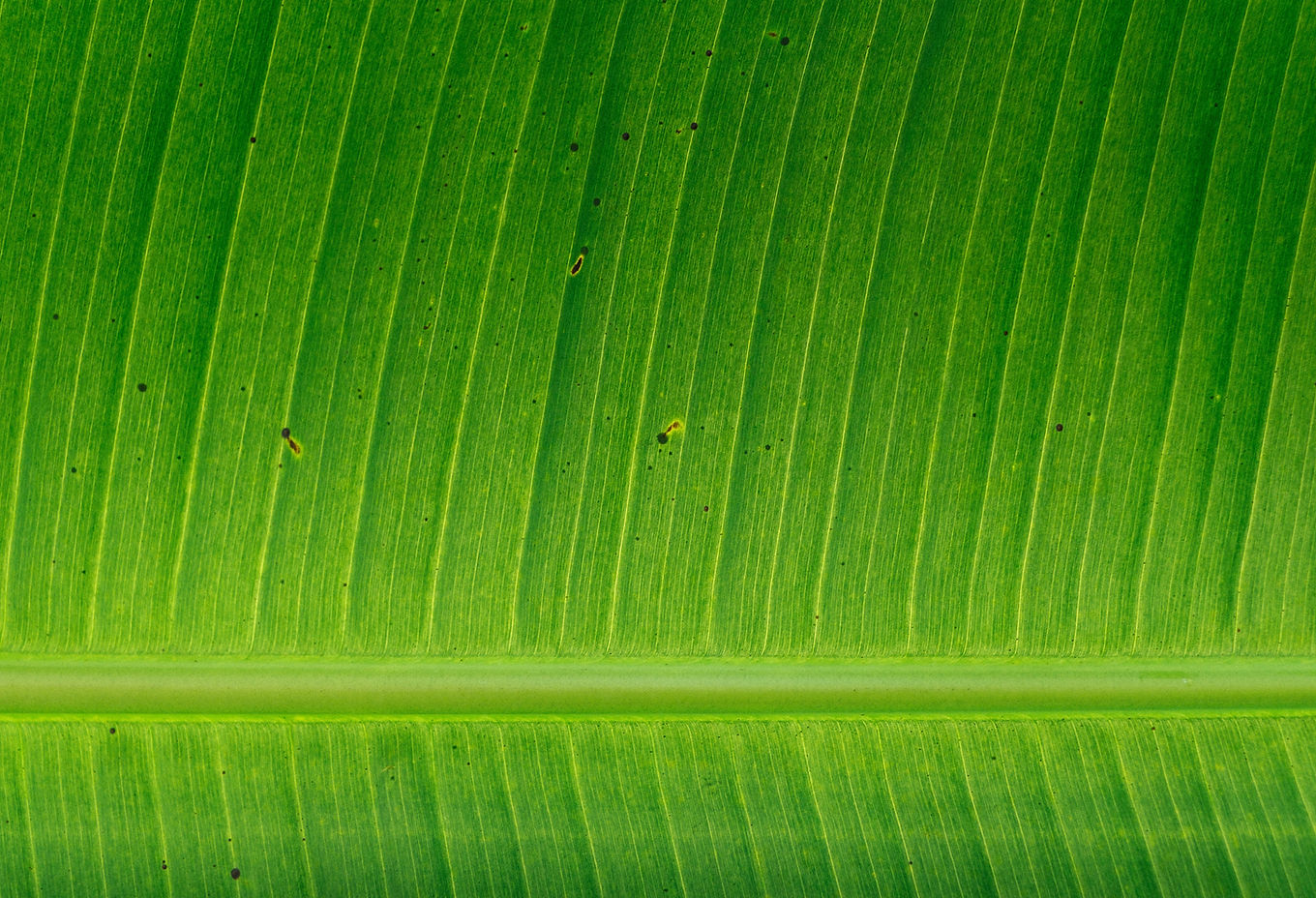 Banana Leaf