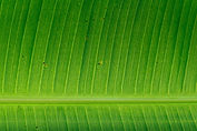 Banana Leaf