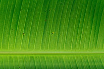 Hoja de banana