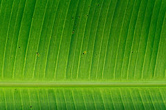 Feuille de banane