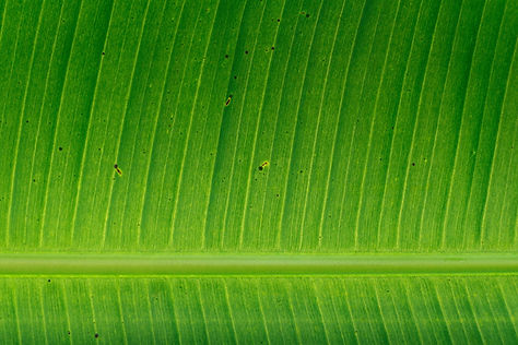 Feuille de banane