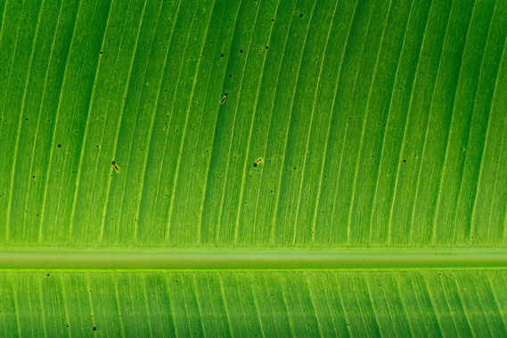 Feuille de banane