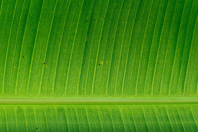 Folha de banana