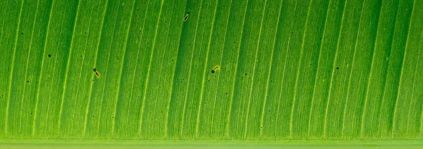 Banana Leaf