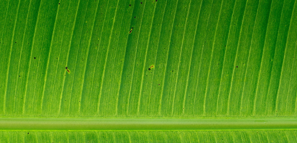 Banana Leaf
