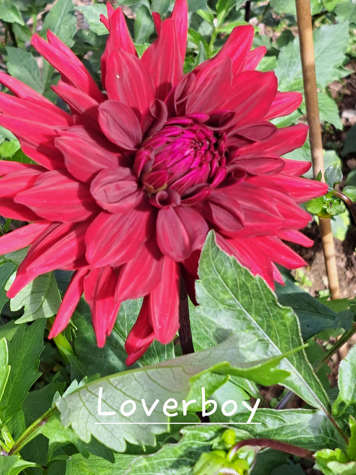 Lover Boy