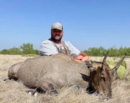 Nilgai, June