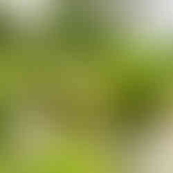 Parc Barbieux Roubaix